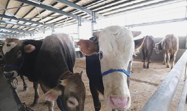 İnegöl Hayvan Pazarına Kurbanlıklar Gelmeye Başladı