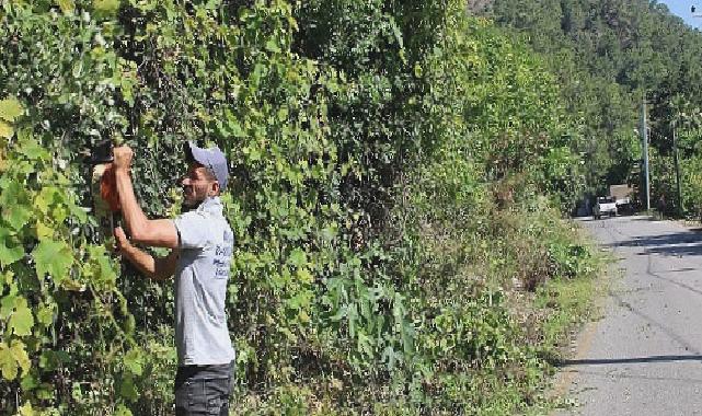 Antalya Büyükşehir ekipleri Çıralı’da temizlik çalışması yaptı