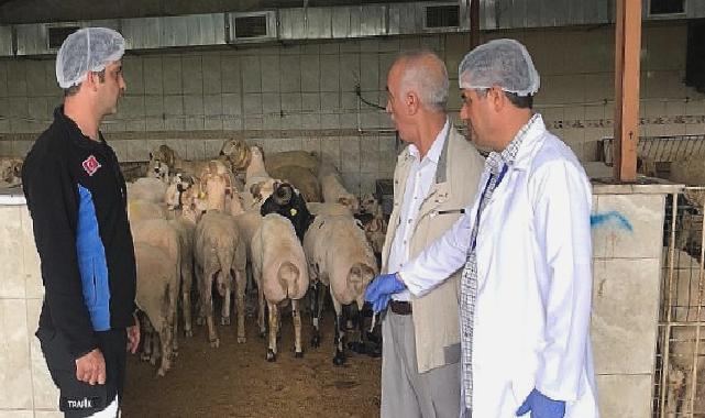 Bayrampaşa’da kurbanlıklar denetim altında