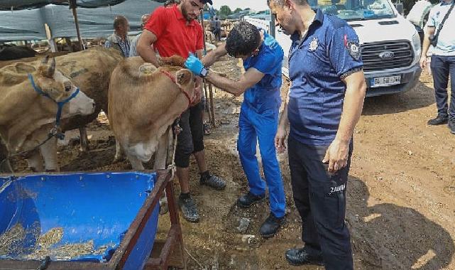 Buca Belediyesi’nde Kurban Bayramı mesaisi