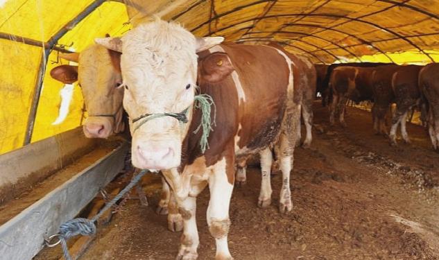 Keçiören’de Kurban Pazarı Kuruldu, Satışlar Başladı