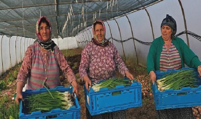 Kocaeli Büyükşehir Belediyesinden kooperatiflere yüzde 75 hibeli tarım desteği