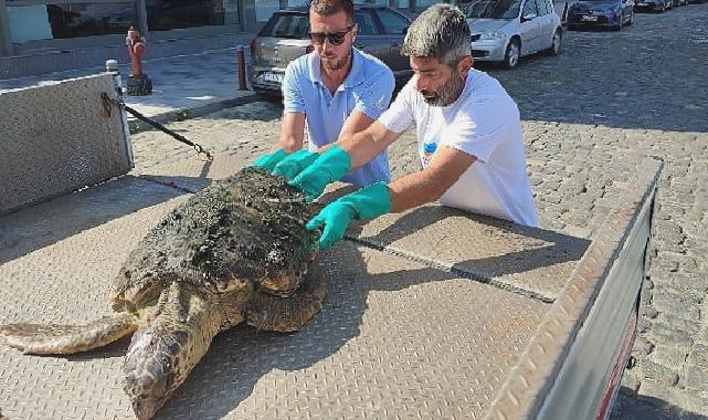 Körfez’de yaralı “Caretta Caretta” bulundu