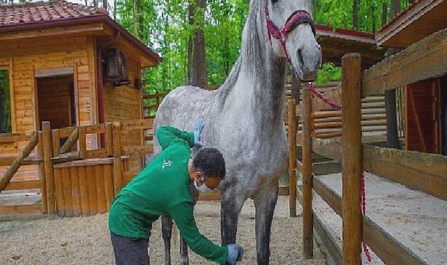 Ormanya bayrama hazır