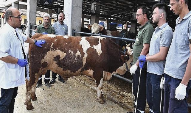 Osmangazi’de kurban yakalama timleri göreve hazır