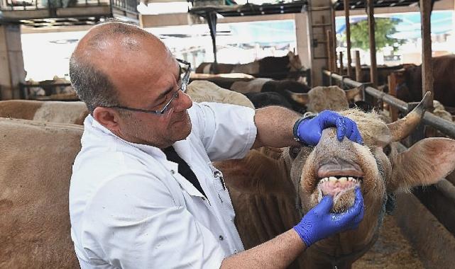 Osmangazi’de yaşına girmemiş ve gebe hayvanların satışına izin verilmiyor