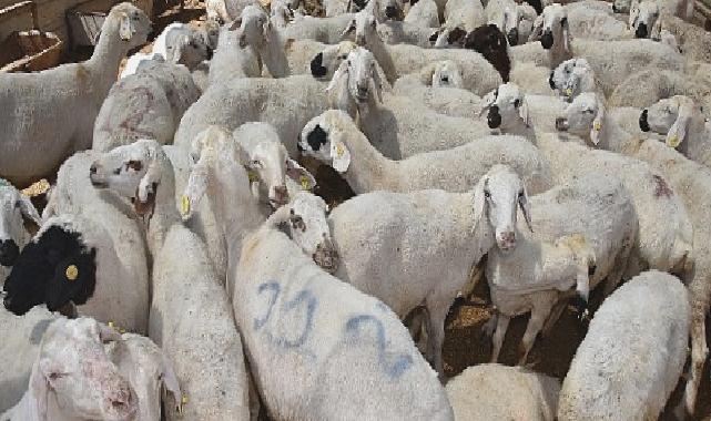 Selçuklu’da kurban satış ve kesim yerleri hazır