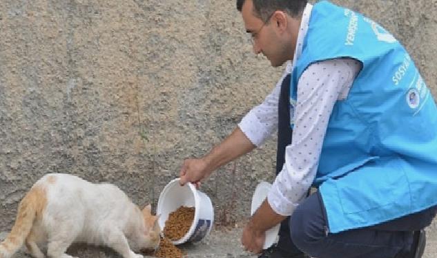 Yenişehir Belediyesi sokak hayvanlarını yalnız bırakmıyor