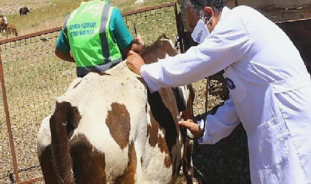 Antalya Büyükşehir’den hayvancılık için yeni proje