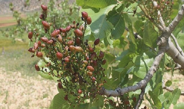 Antalya Büyükşehir’in Antepfıstığı fidanları yüz güldürdü