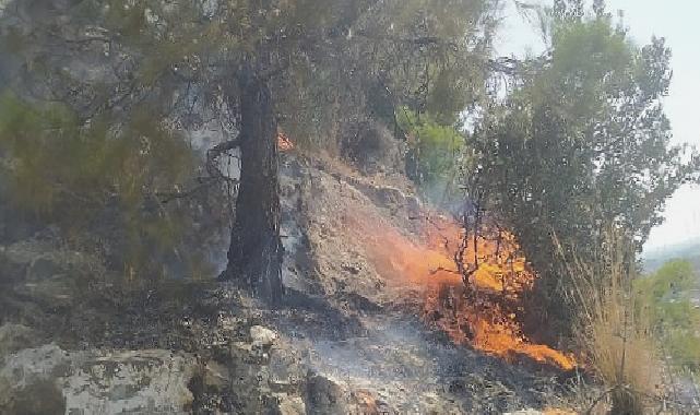 Aydın Büyükşehir Belediyesi İtfaiyesi, Söke’de ormanlık alanda çıkan yangını hızlı müdahaleyle büyümeden söndürdü