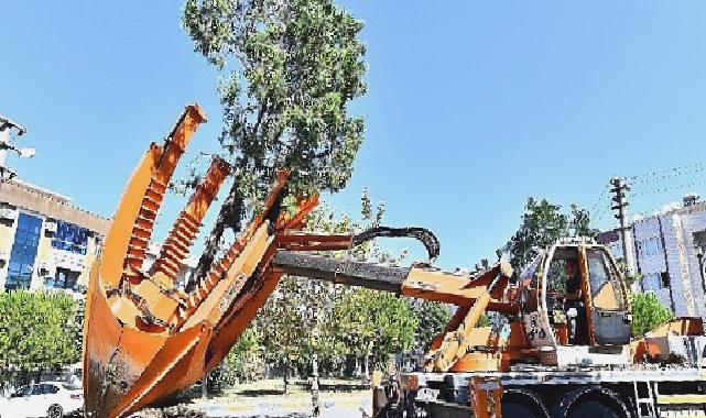 Buca Metrosu’nda istasyon inşaatları öncesinde ağaçlar geçici olarak taşınıyor