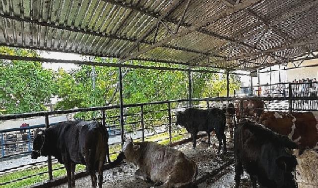 Büyükşehir Mezbahaları Bayramda Tam Kapasite Çalıştı