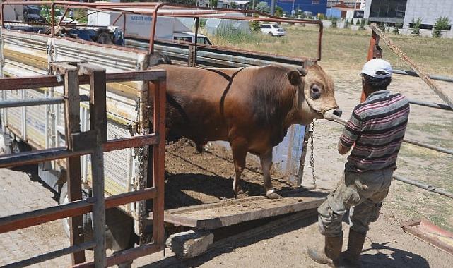 Hayat ağacı derneğinde 64 adet büyükbaş 41 adet küçükbaş kurban kesildi