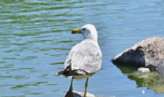 İzmir Doğal Yaşam Parkı’nın göçmen kuşları