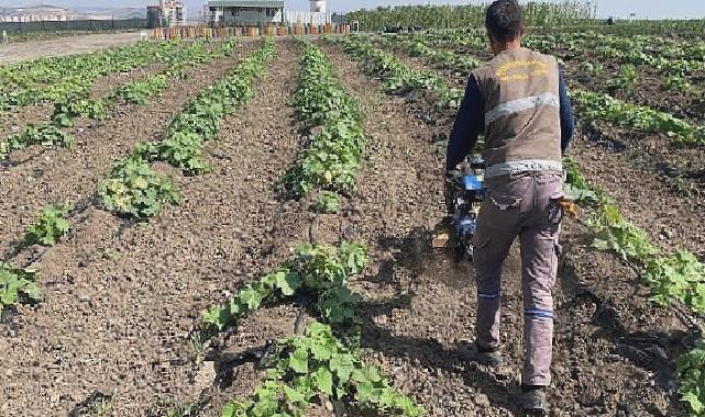 Keçiören belediyesi bostanında hasat başladı 