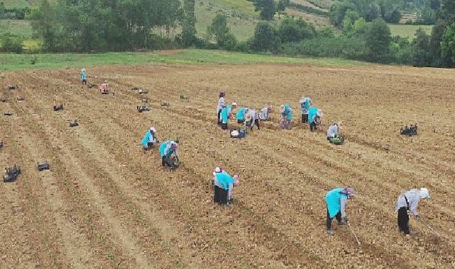 Tıbbi Aromatik Bitki Yetiştiriciliğinde yeni ürün; kekik