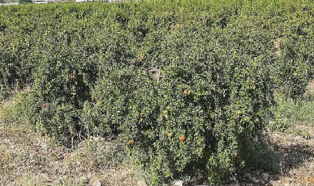 Antalya Büyükşehir’in Çiftçilere Faydalı Böcek Desteği Devam ediyor