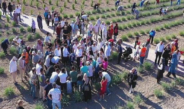 Keçiören’deki Lavanta ve Gül Bahçesi’nde Hasat Zamanı