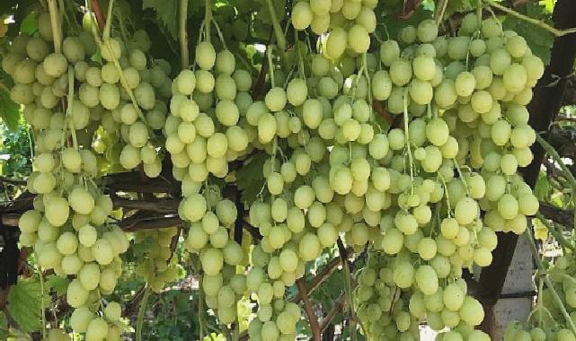 Superior Seedless Çeşidi Sofralık Üzümün ihracat yolculuğu başladı