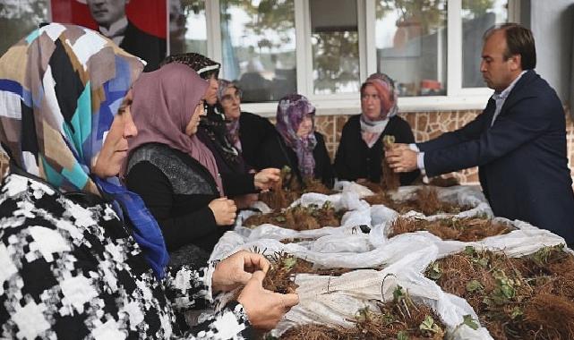 Nilüfer Belediyesi’nin desteğiyle çilek üretimi artıyor