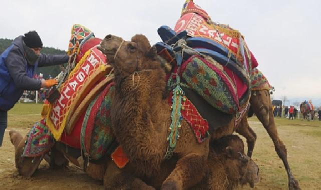 Bölgenin en büyük deve güreşi festivali 4 Şubat’ta Torbalı’da